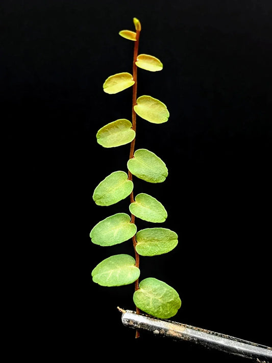 Marcgravia sp. Scalloped Cutting | 10-Leaf Trailing Tropical Houseplant for Indoor Gardens
