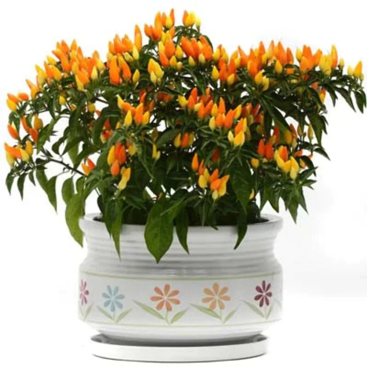 Sedona Sun Pepper Seeds - 30+ Count - Colorful Edible Variety - Capsicum annuum - Ideal for Container or Landscape Gardening