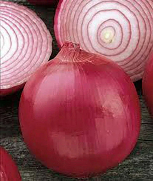 Onion Seeds 500 Count, Burgundy Red Short Day Heirloom Non-GMO Allium cepa, Bulb, Full Sun, Garden Planting
