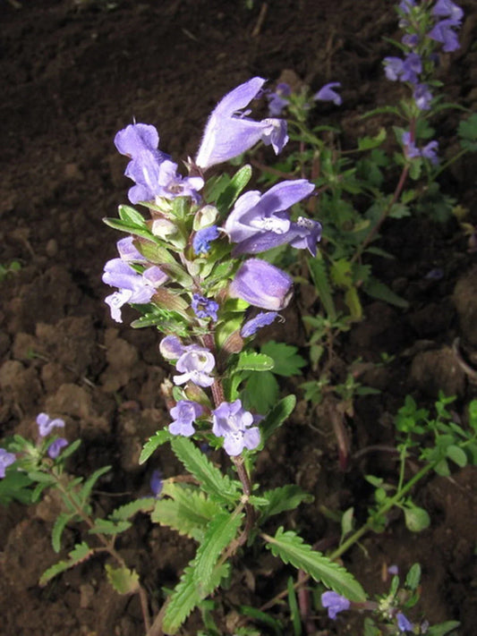 Moldavian Dragon's Head Seeds - 50+ Herb Seeds - Dracocephalum moldavica - Blue-Purple Flowers & Fragrant Leaves