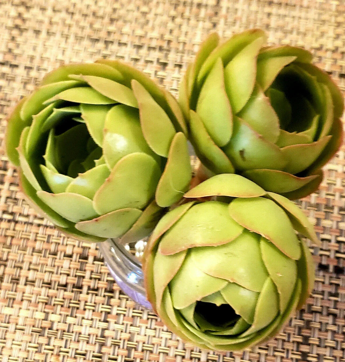 Aeonium SPP Cutting - 2" Rose Bud Style Succulent - Perfect for Propagation - Aeonium spp.