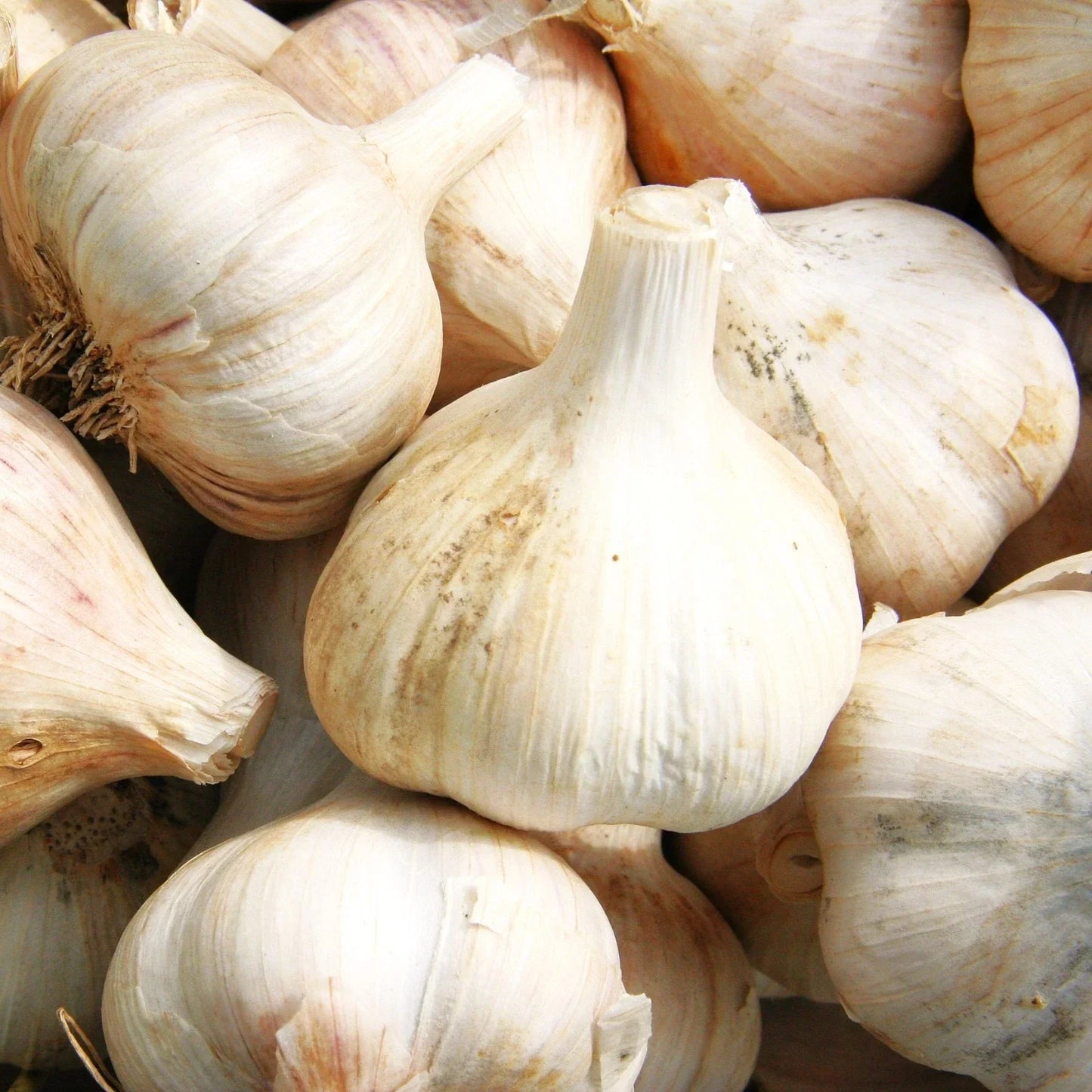Music Hardneck Garlic Bulbs - Porcelain White Allium sativum - 2025 Planting, Culinary, Cold Hardy, Pack of 5