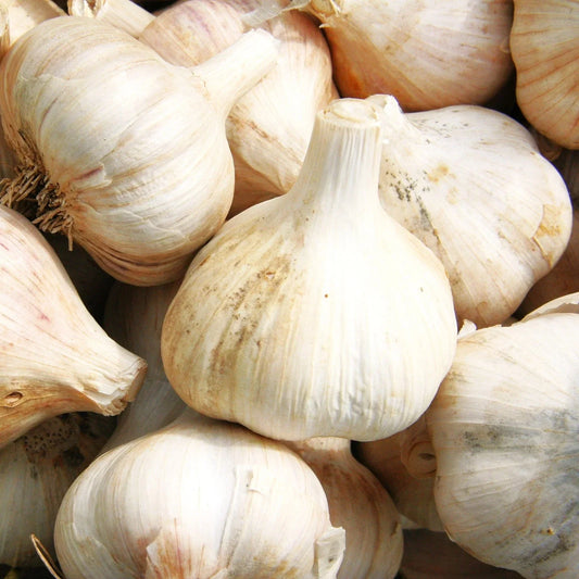 Music Hardneck Garlic Bulbs - Porcelain White Allium sativum - 2025 Planting, Culinary, Cold Hardy, Pack of 5