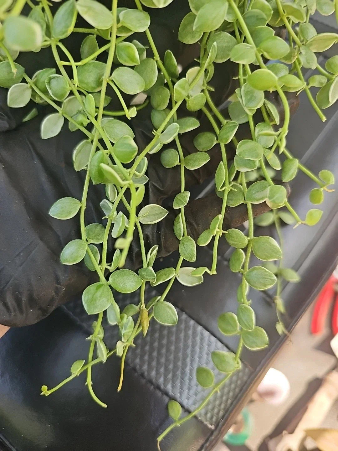 Dischidia Nummularia Pebble Beach Variegated Cutting 5-inch Indoor Plant for Home Decor and Gardening