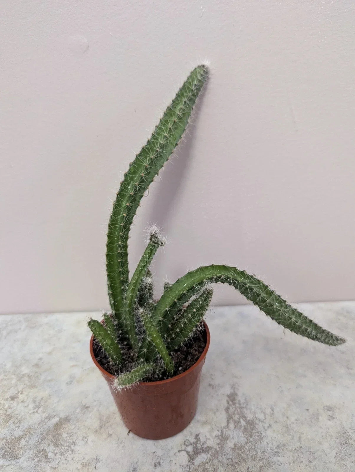 Dog Tail Cactus Live Succulent Plant in 2.7-Inch Pot, Selenicereus testudo, Trailing Green Cactus for Indoor & Outdoor