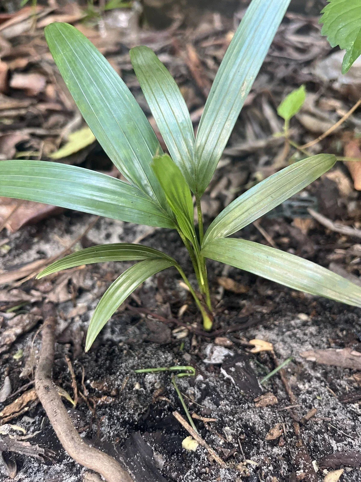 Christmas Palm Seedlings - 2 Bare Rooted Adonia Merrilli Tropical Indoor Outdoor Plant for Garden or Patio