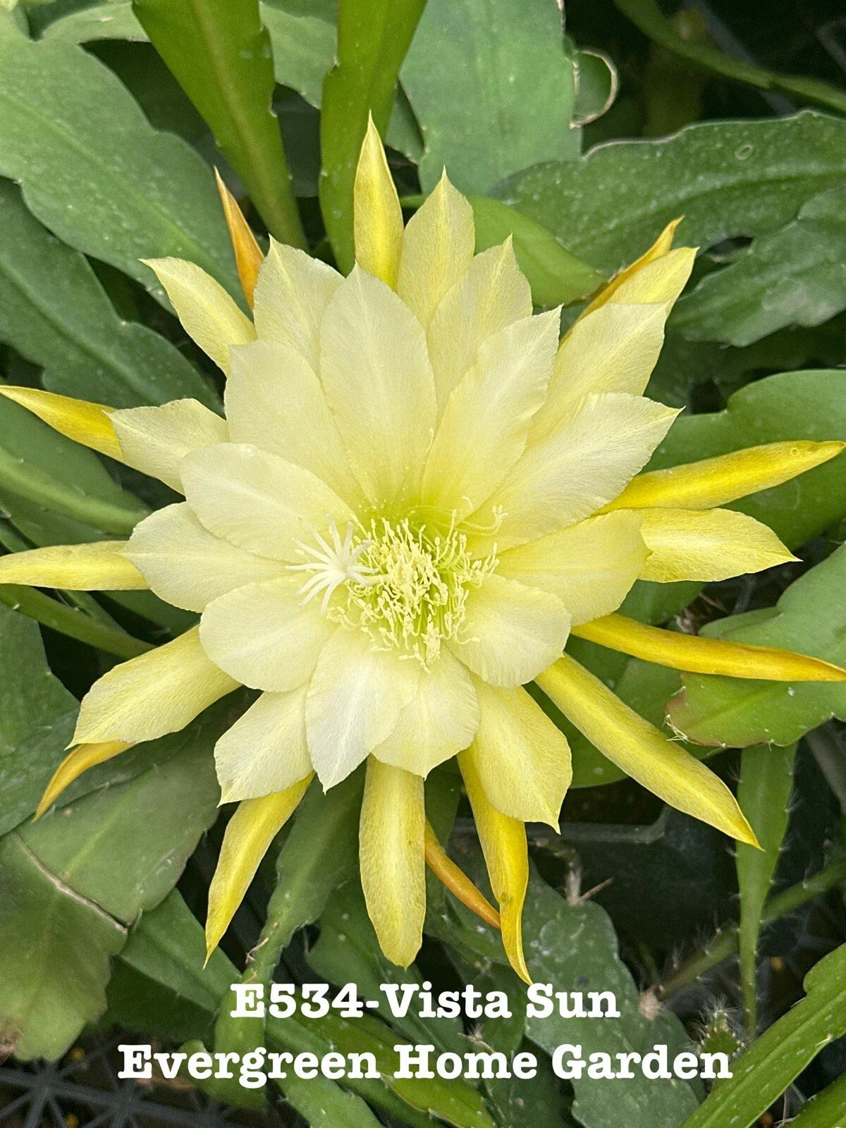 Rooted Epiphyllum Orchid Cactus 4-Inch Starter Pot “Vista Sun” - Epiphyllum oxypetalum Houseplant with Fragrant Blooms