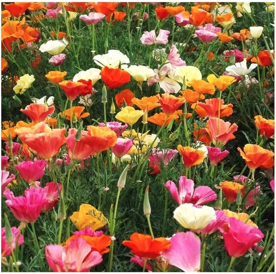 California Poppy Seeds - 250+ Eschscholzia californica Flower Seeds for Borders, Meadows & Containers, Drought-Tolerant, Non-GMO