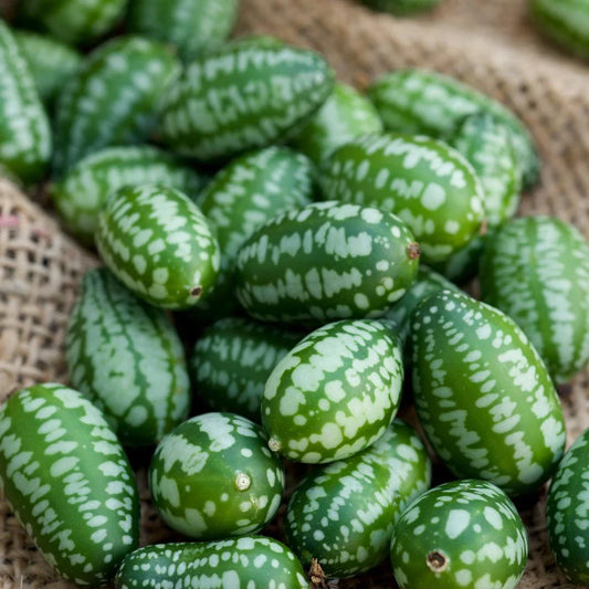 Mouse Melon Cucumber Seeds - Melothria scabra, Miniature Grape-Sized Cucumbers for Salad & Snacking, Non-GMO, Pack of 20