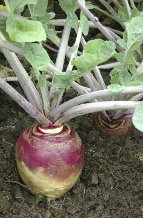 Rutabaga Seeds Bulk 168,000 Count American Purple Top Heirloom Brassica napus Vegetable Seeds for Gardening