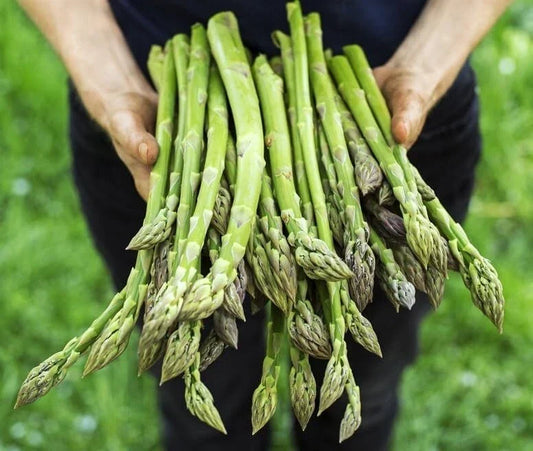 Jersey Giant Asparagus Bare Root 2-Year Crowns - Asparagus officinalis Perennial Vegetable for Home Garden