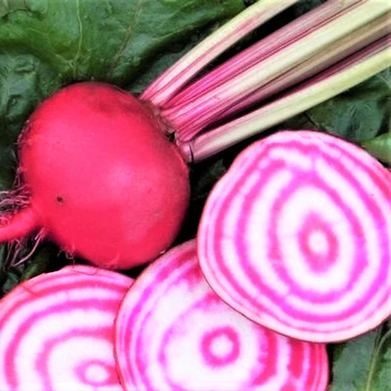 Chioggia Beet Seeds | Candy Cane Striped Pink Beets | Beta vulgaris | Heirloom Vegetable Seeds for Salads and Garden Growth