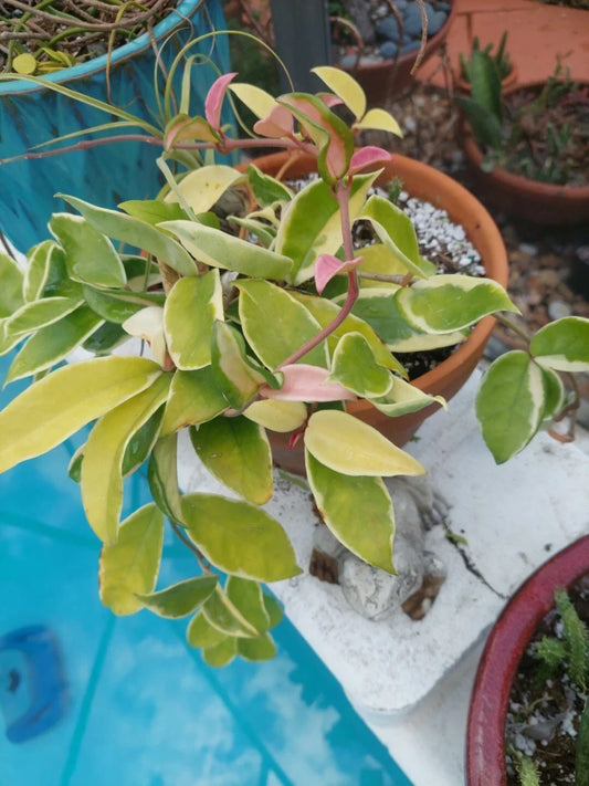 Hoya Carnosa 'Krimson Queen' Live Houseplant - Variegated Tricolor Foliage in 4-Inch Pot