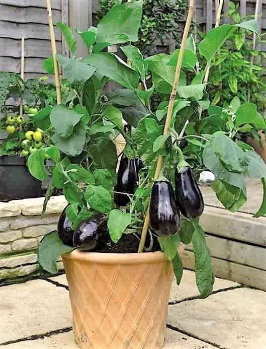 Black Beauty Eggplant Seeds - Heirloom Non-GMO Organic Solanum melongena, Pack of 100+ Seeds