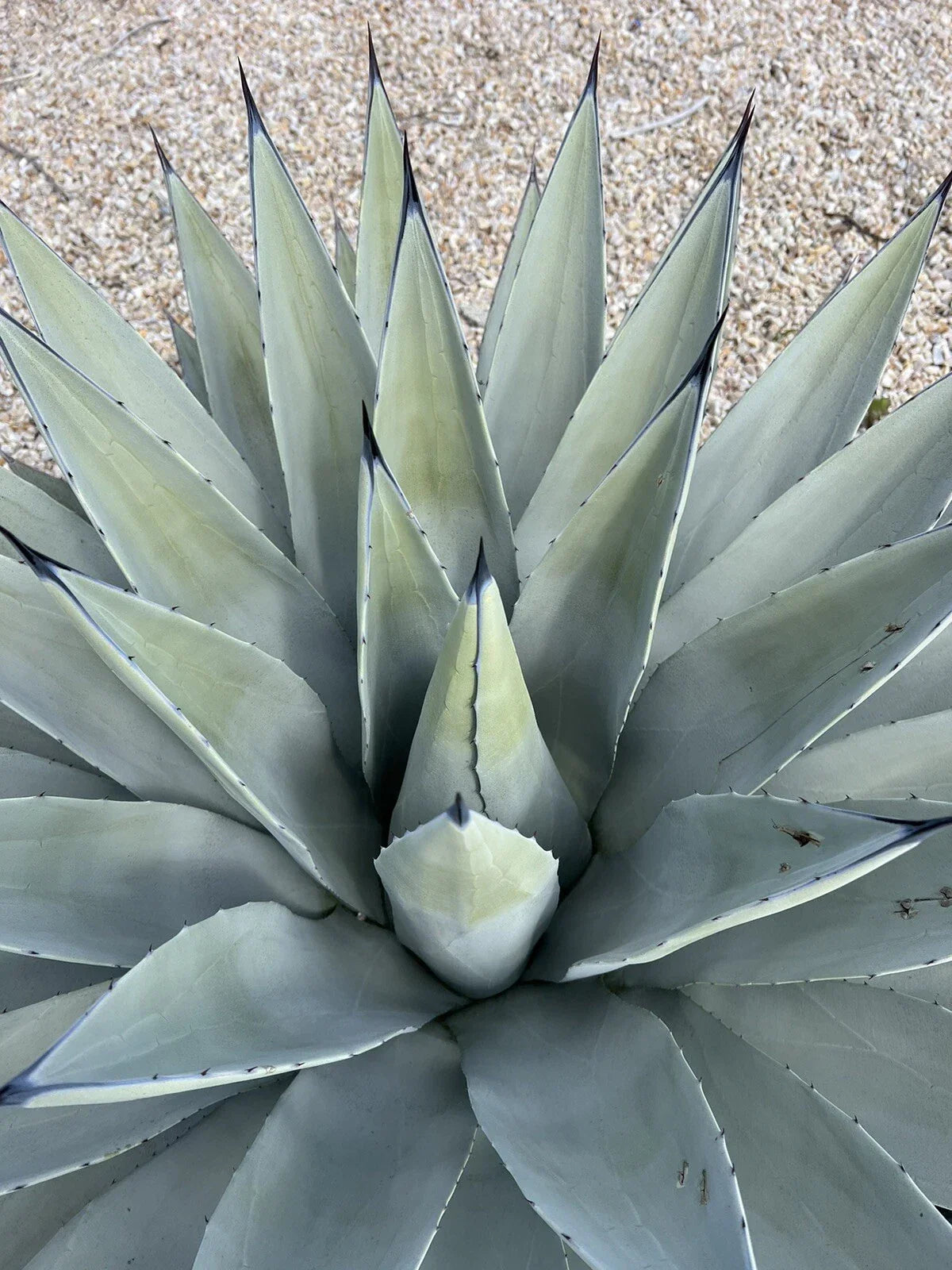 Agave Parryi Var. Couesii Rooted Live Plant – Rare Succulent in 6-Inch Pot, Compact, Indoor or Outdoor Display