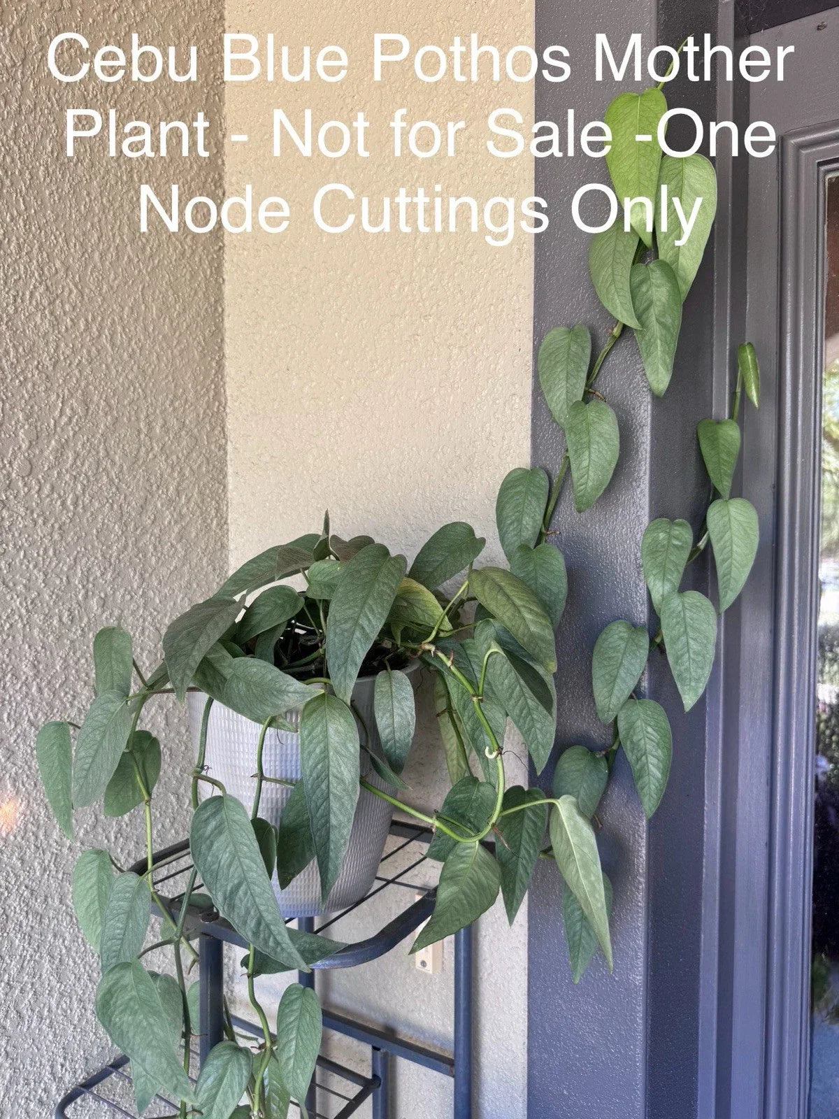 Cebu Blue Pothos Cuttings Bundle of 5 Nodes Indoor Plant Epipremnum Pinnatum Green Foliage