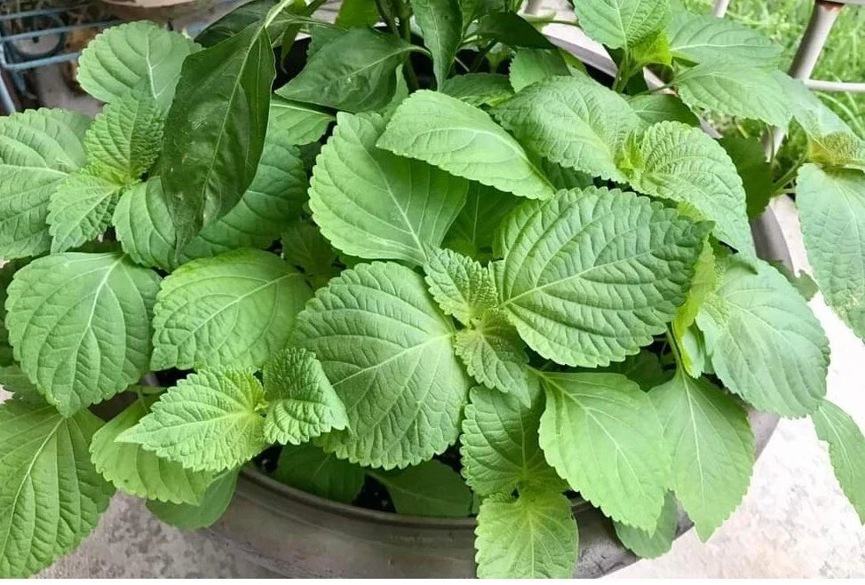 Shiso Seeds - 500+ Perilla frutescens Herb Seeds for Culinary Use, Japanese Basil, Beefsteak Plant, Aromatic Edible Herb, Indoor & Garden