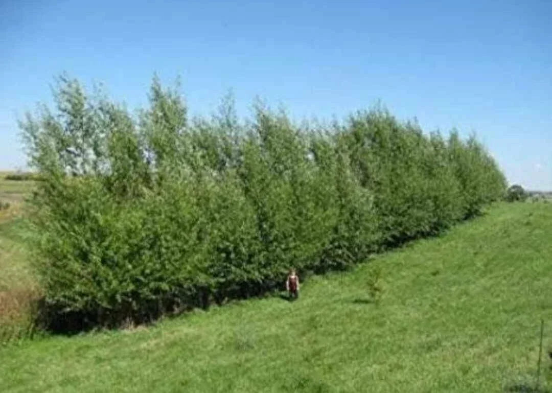 Austree Hybrid Willow Tree Cuttings – 10 Pack – Fast Growing Privacy Hedge – Salix x matsudana × Salix alba