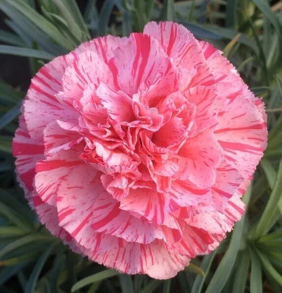 Carnation Seeds - 100 Perennial Flower Seeds - Multi-Colored Dianthus caryophyllus - Vibrant Garden Blooms