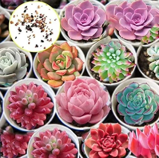 Hens and Chicks Succulent Seeds 1,000 Pack Cactus Variety Sempervivum spp. Low Maintenance Drought-Tolerant Gardening