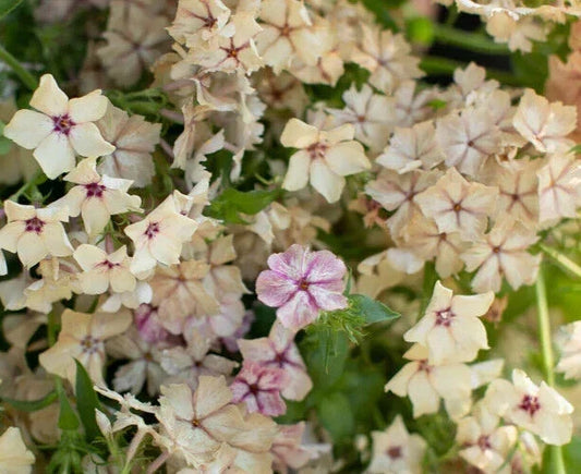 Phlox Seeds 25+ Cream Brulee Fragrant Flower Seeds - Phlox paniculata Perennial for Garden Beds & Borders