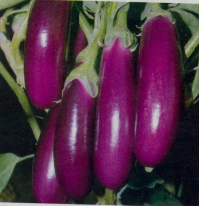 Eggplant Seeds - Long Purple Italian Variety - Solanum melongena - Heirloom, Non-GMO, Fresh Seeds for Home Gardening