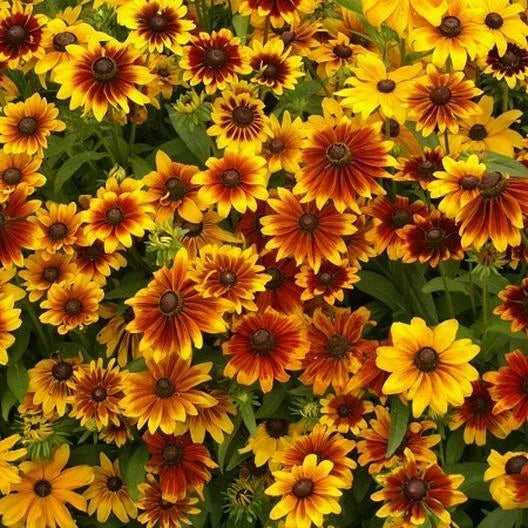 Dwarf Black Eyed Susan Seeds Mix - 500 Non-GMO Rudbeckia for Butterflies, Easy Grow Wildflower Garden