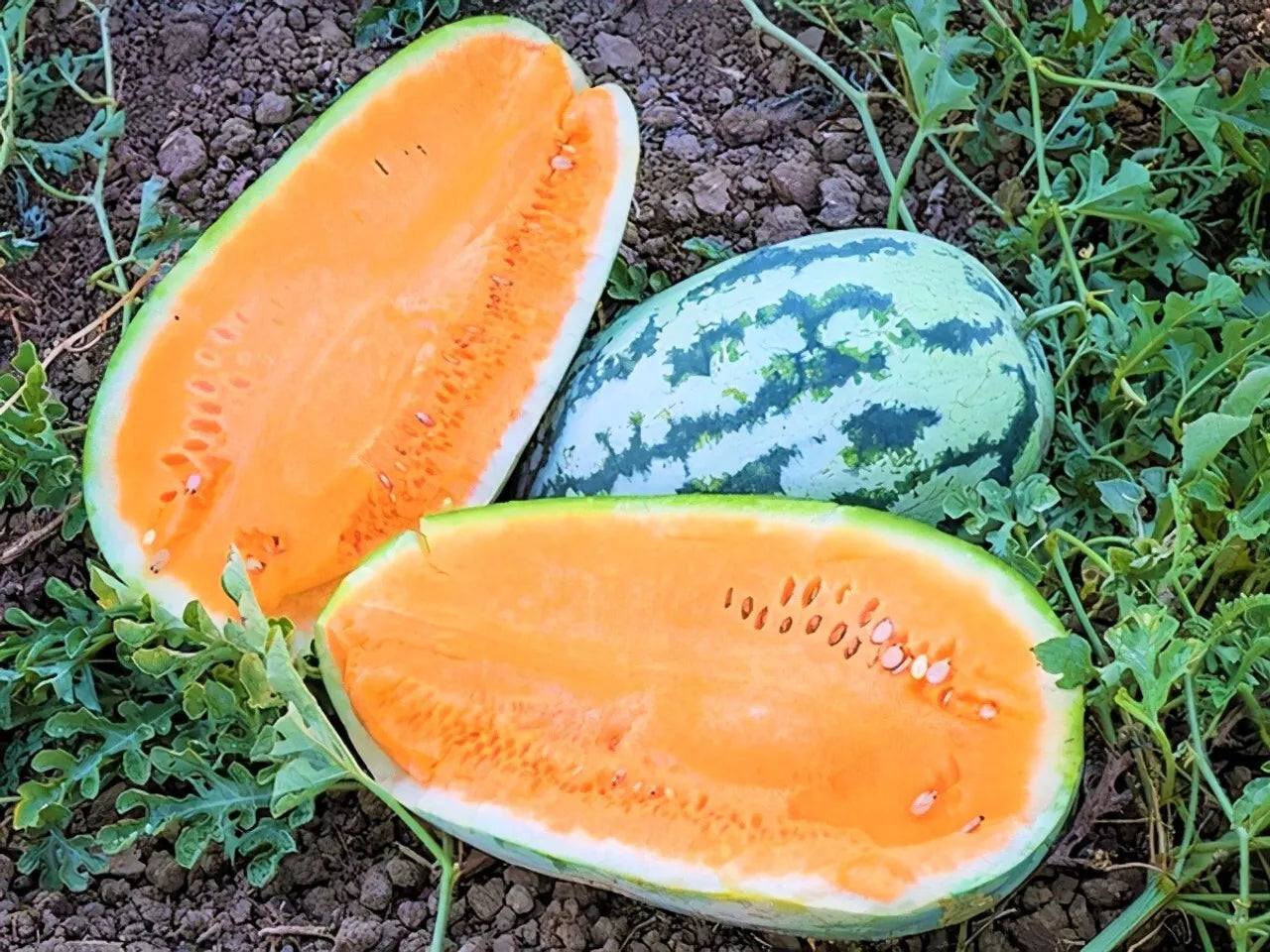 Tendersweet Orange Watermelon Seeds - Heirloom, Non-GMO, 100+ Seeds, Citrullus lanatus, Juicy, Sweet, Vibrant Orange Flesh