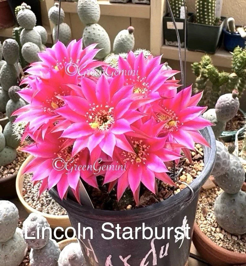 Peanut Cactus Plant - Lincoln Stardust Variety - Chamaecereus Hybrid - Rare Rooted Succulent for Collection
