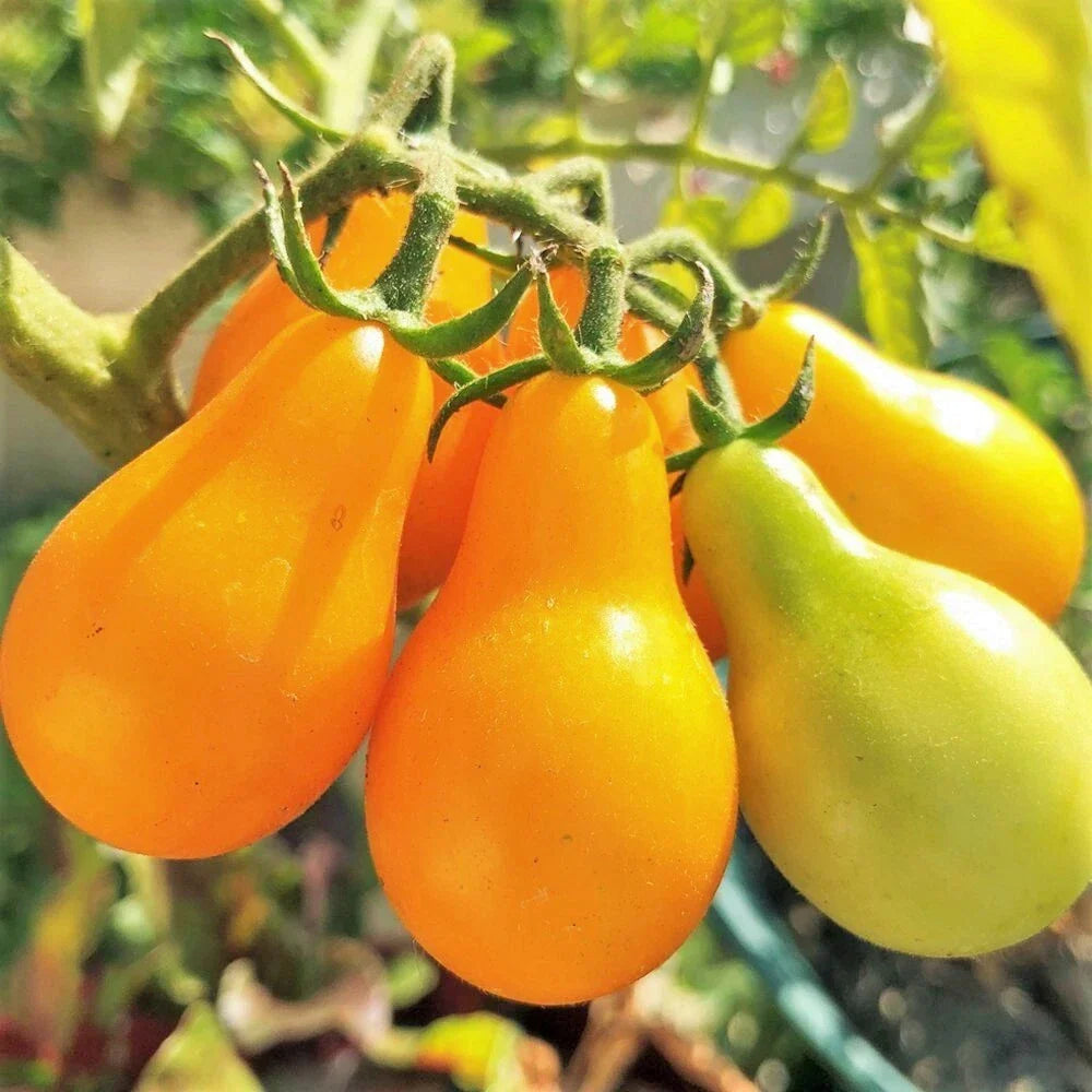 Yellow Pear Tomato Seeds, Teardrop Grape Cherry, Solanum lycopersicum, Heirloom, Non-GMO, Early Maturing, Full Sun, Annual