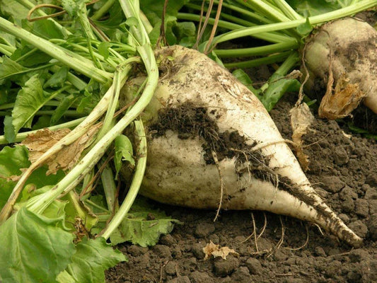 Organic Sugar Beet Seeds Beta vulgaris for Planting, Sweet Beets, Non-GMO, High Germination Rate