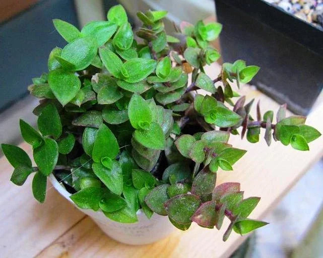 Dwarf Wandering Jew Plant - Tradescantia Minima - Indoor Houseplant with Green Foliage - Compact Bolivian Chain Plant