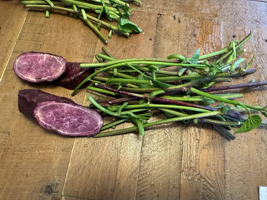 Japanese Molokai Sweet Purple Potato Slip Cuttings – 35 Pack Ipomoea batatas for Gardening, Planting, and Growing