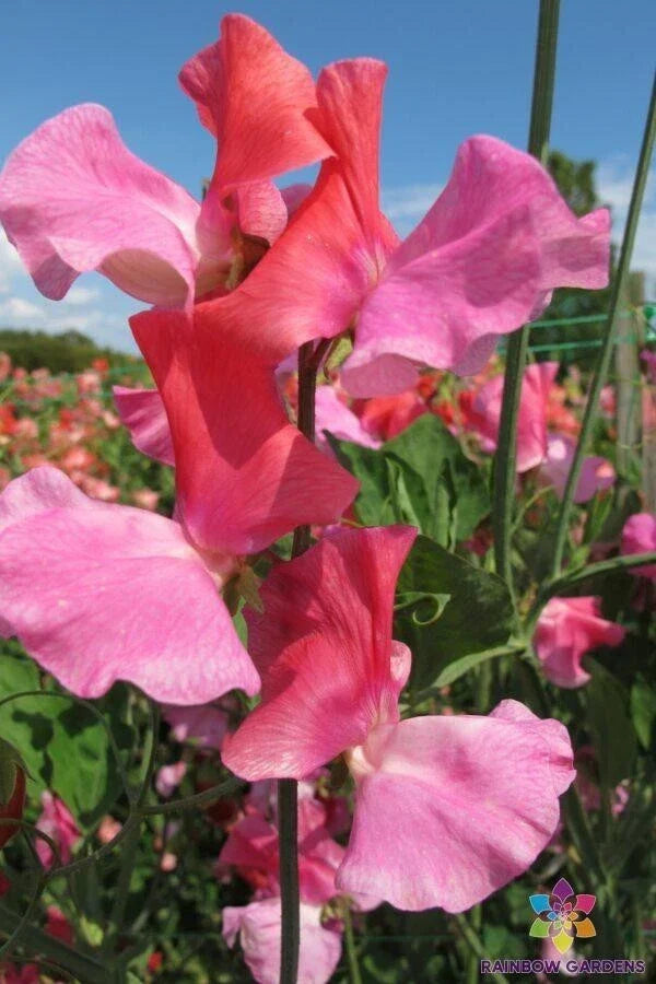 Duo Salmon Sweet Pea Seeds - 50+ Pack, Fragrant Climbing Vine, Lathyrus odoratus, Garden Planting, Spring Blooms, USA