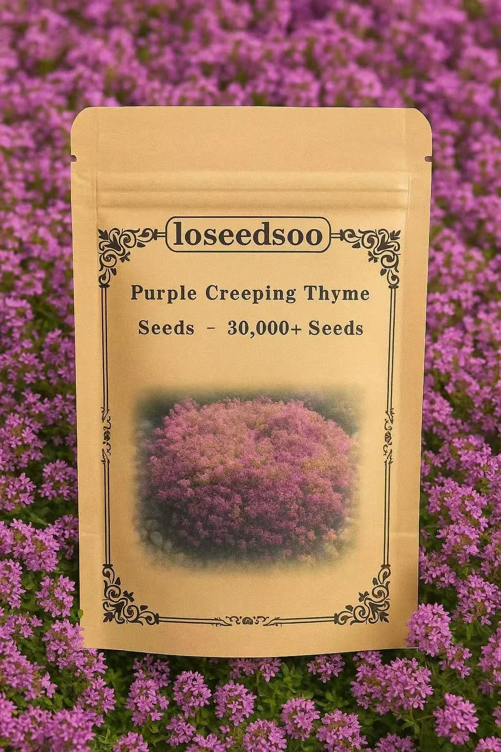 Creeping Thyme Seeds - 30,000+ Purple Ground Cover Perennial - Thymus serpyllum Non-GMO Heirloom for Gardens