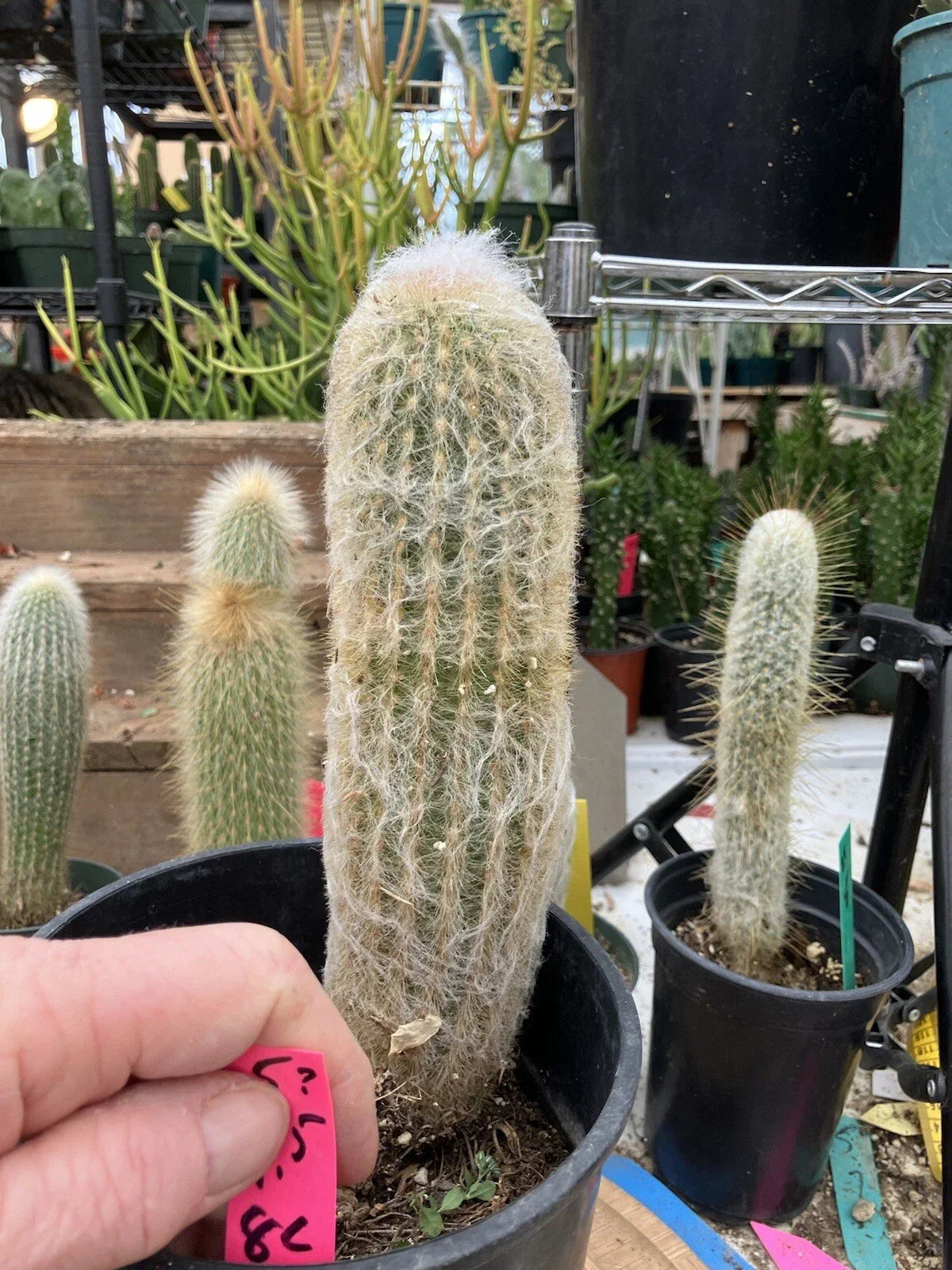 Espostoa lanata Old Man of the Mountain Cactus 9.5" potted, woolly spines, low maintenance succulent, #5 pot