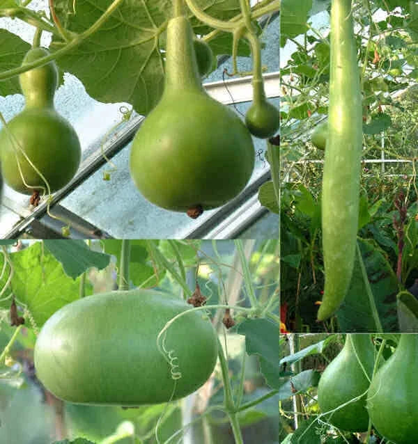 Large Mixed Gourd Seeds for Ornamental, Crafting & Cooking | Cucurbita spp. | Easy to Grow, High Germination