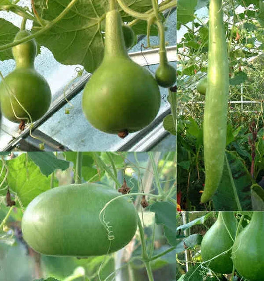 Large Mixed Gourd Seeds for Ornamental, Crafting & Cooking | Cucurbita spp. | Easy to Grow, High Germination