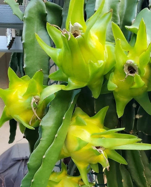Israeli Yellow Dragon Fruit Cutting - 6-10 Inch Hylocereus megalanthus Pitaya for Propagation, Cactus Plant, Ornamental and Edible Fruit