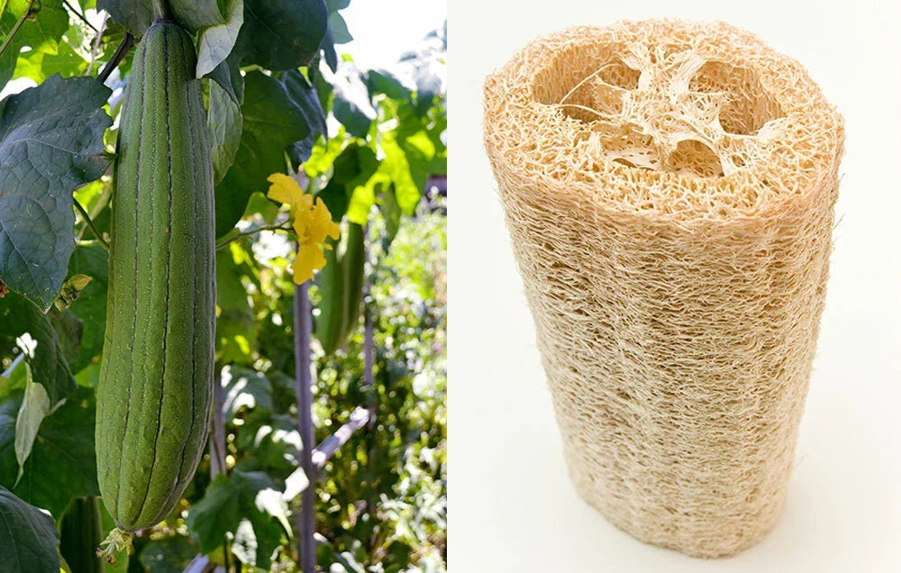 Loofah Sponge Seeds Pack of 10-100 | Gourd Loofah Dishcloth | Luffa aegyptiaca Heirloom Annual Gourd Seeds