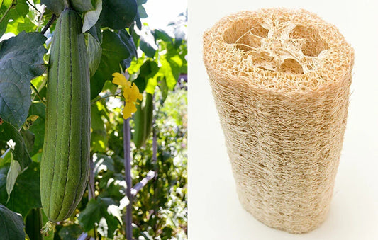 Loofah Sponge Seeds Pack of 10-100 | Gourd Loofah Dishcloth | Luffa aegyptiaca Heirloom Annual Gourd Seeds