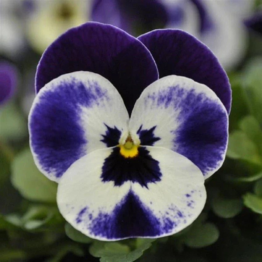 Viola Seeds 50 Pack | Quicktime Mickey Variety | Colorful Garden Annuals | Viola x wittrockiana