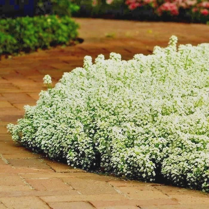 Dwarf Sweet Alyssum Flower Seeds - 1500+ Seeds - White Fragrant Groundcover - Lobularia maritima - Drought Tolerant, Low Maintenance