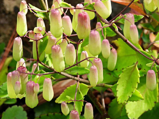 Kalanchoe Pinnata Live Rooted Plant - Leaf of Life Succulent in 4-Inch Pot - Indoor Outdoor Houseplant - Easy-Care Crassulaceae
