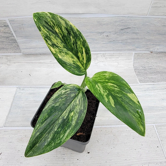 Monstera Standleyana 4-Inch Variegated Houseplant | Rare Philodendron Cobra | Indoor Exotic Green Plant