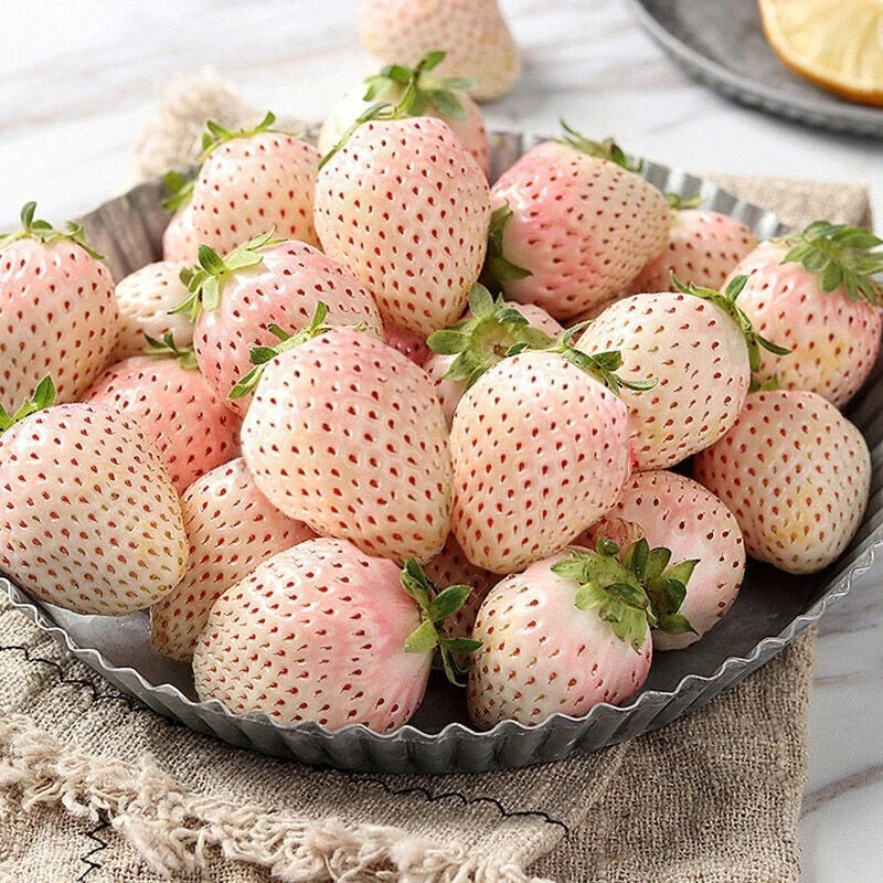 White Strawberry Seeds - Pineberry Hula Berry Alpine Berry for Container Garden - Fragaria × ananassa - 100+ Seeds
