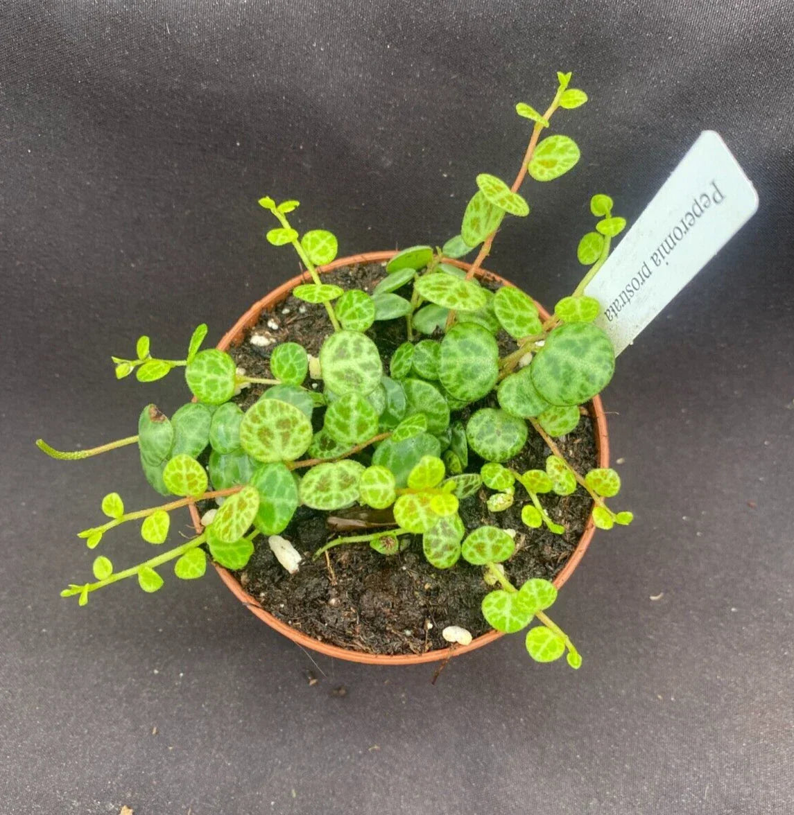 Peperomia prostrata Plant in 3" Pot, String of Turtles, Indoor Houseplant, Trailing, Easy Care, Unique Leaf Pattern