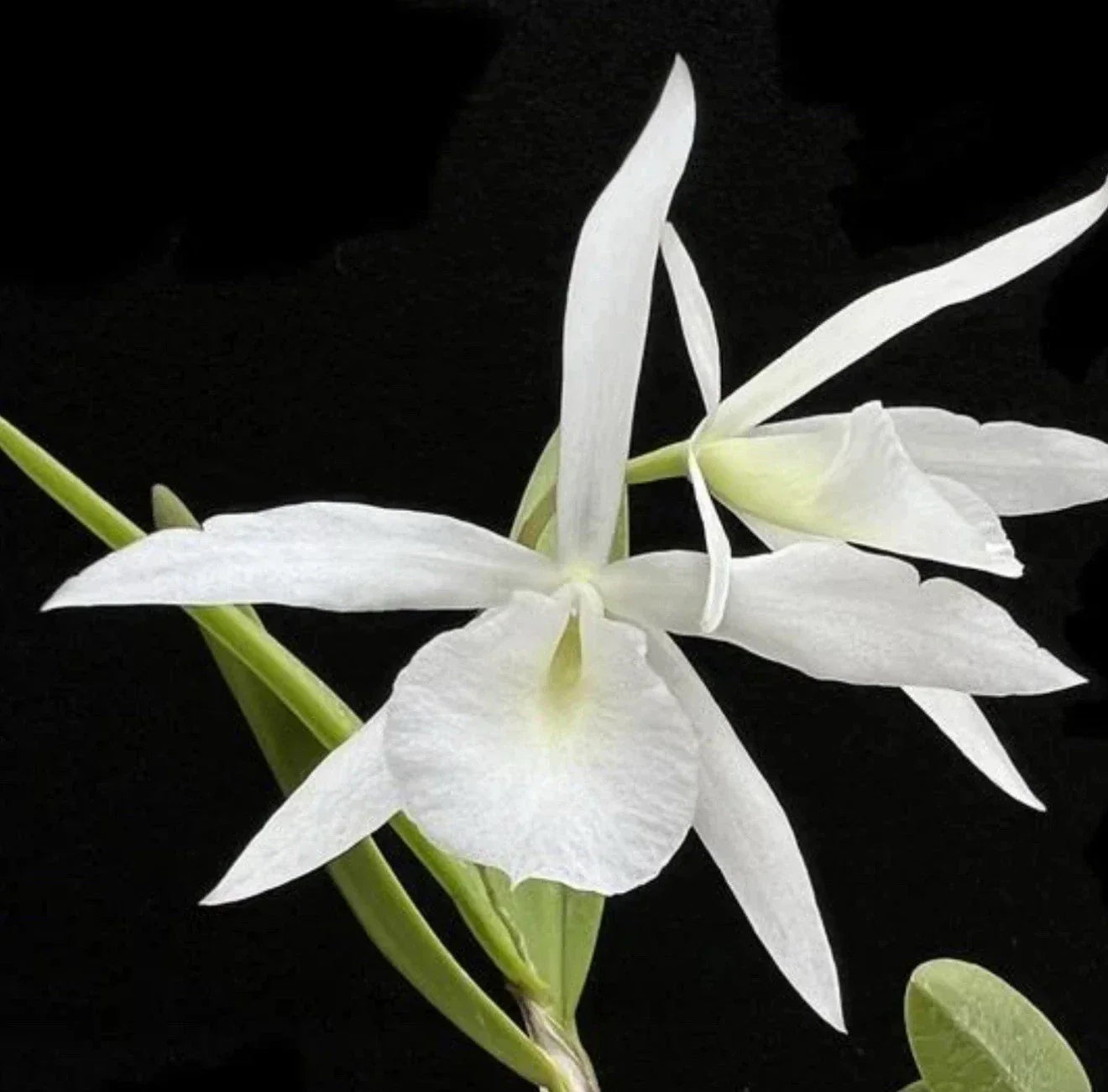 Bl. Joanne Singer Orchid Plant - Bare Root Brassolaeliocattleya Joanne Singer - Flowering Epiphytic Orchid for Indoor & Outdoor