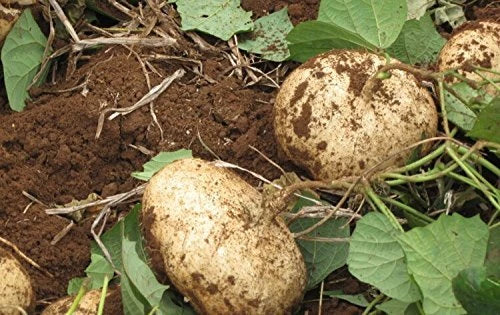 Jicama Seeds Bulk – Pachyrhizus Erosus Mexican Yam Bean, Crunchy Root Vegetable, Sweet & Low-Calorie, Non-GMO, for Home & Commercial Gardens