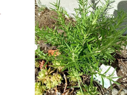 Organic Rosemary Cuttings - 5 Live Clippings for Rooting - Salvia Rosmarinus Herb Plant - Culinary & Aromatic Gardening